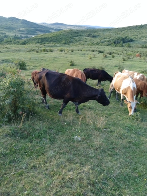 Angajez personal pentru ferma vaci