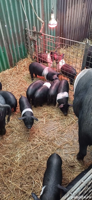 Purcei Bazna rasă pură  - imagine 4