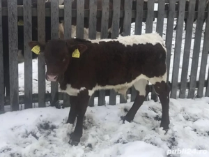 Vând vițel Pinzgauer