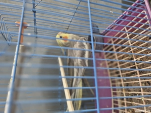 Papagali nimfă si un agaponis de vanzare 200 de lei buc. - imagine 4