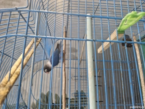 Papagali nimfă si un agaponis de vanzare 200 de lei buc. - imagine 2