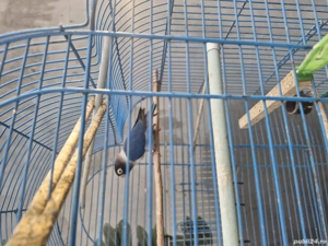 Papagali nimfă si un agaponis de vanzare 200 de lei buc.