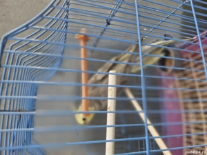 Papagali nimfă si un agaponis de vanzare 200 de lei buc. - imagine 5