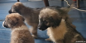 Ofer pui de câine pentru adopție - imagine 2