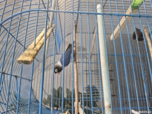 Papagali nimfă si un agaponis de vanzare 200 de lei buc. - imagine 3