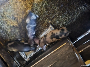 Vând purcei  - imagine 2