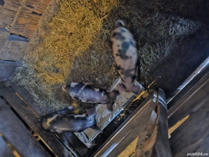 Vând purcei  - imagine 3