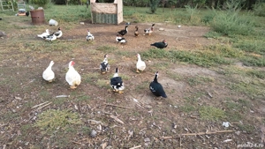 vand rațe rățoi mute - imagine 3