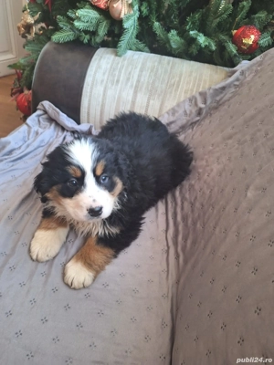 Femele Ciobanesc de Berna - imagine 5