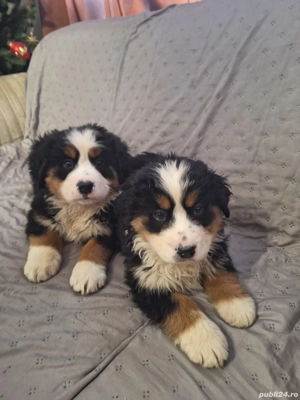 Femele Ciobanesc de Berna - imagine 2