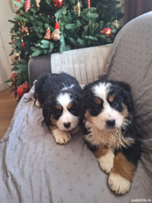 Femele Ciobanesc de Berna - imagine 3