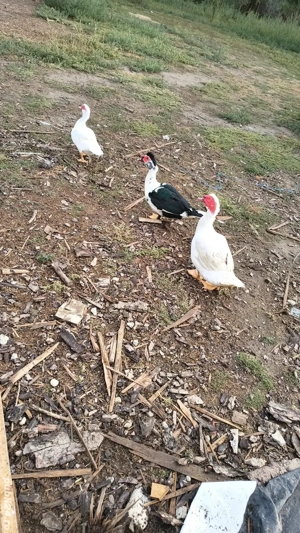 vand rațe rățoi mute - imagine 2