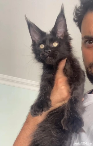 Maine coon puiuți  - imagine 2