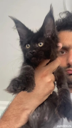Maine coon puiuți  - imagine 3