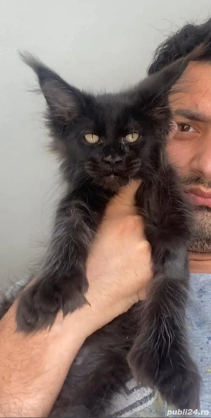 Maine coon puiuți 
