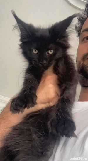 Maine coon puiuți  - imagine 4