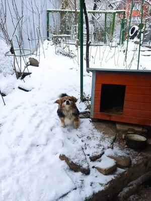 Cățel bun, frumos, inteligent, nepretențios, blând - imagine 2