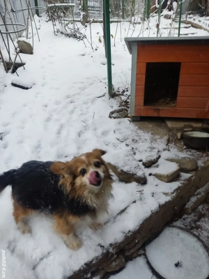 Cățel bun, frumos, inteligent, nepretențios, blând - imagine 4