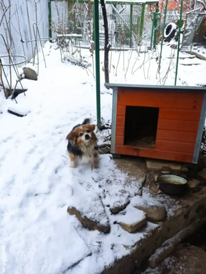 Cățel bun, frumos, inteligent, nepretențios, blând - imagine 3