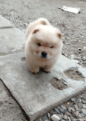 Puiuti sint foarte jucăuși dețin ambi părinți 