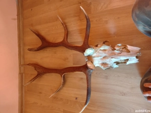 de vanzare Trf COARNE