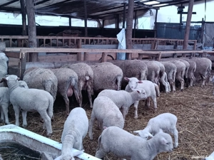 Oi de vanzaree - imagine 3