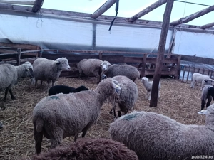 Oi de vanzaree - imagine 2