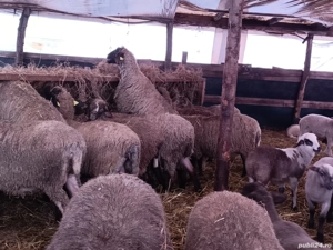 Oi de vanzaree - imagine 5