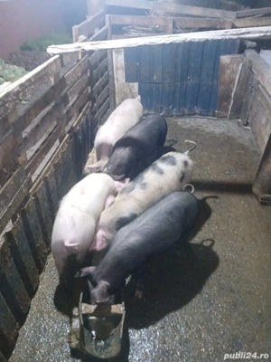 Grasuni.     - imagine 2