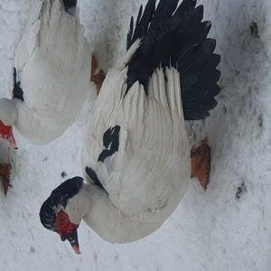 Rate carcasa de rata muta  - imagine 3