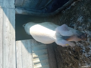 Porci grasi - imagine 2