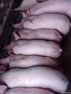 Vând purcei de tara, au 8 săptămâni - imagine 3