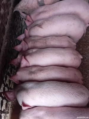 Vând purcei de tara, au 7 săptămâni