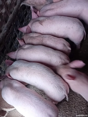 Vând purcei de tara, au 8 săptămâni - imagine 4