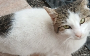 donez pisic - imagine 2