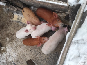 vand purcei, rasa  marele alb cu duroc - imagine 2