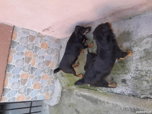 Vand caini Jagdterrier