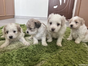 Puiuți de bichon de vânzare 