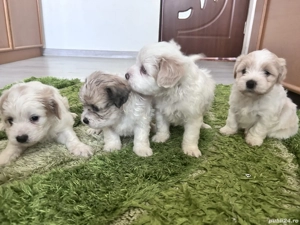 Puiuți de bichon de vânzare  - imagine 3