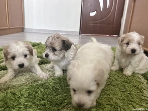 Puiuți de bichon de vânzare  - imagine 4