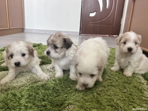 Puiuți de bichon de vânzare  - imagine 5