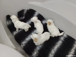 pui bichion maltez detin ambi parinti