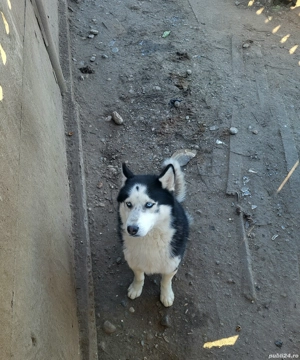  Donez mascul si femela husky