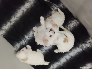 pui bichion maltez detin ambi parinti - imagine 2