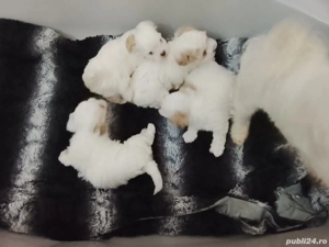 pui bichion maltez detin ambi parinti - imagine 4