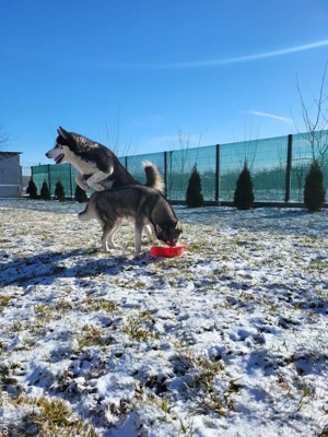  Donez mascul si femela husky - imagine 2