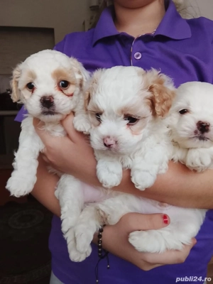 pui bichion maltez detin ambi parinti - imagine 5