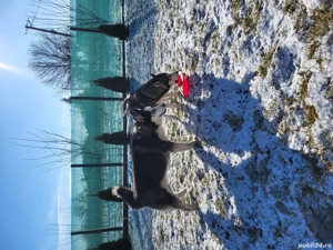  Donez mascul si femela husky - imagine 4