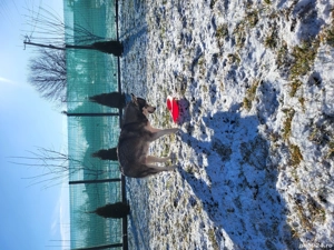  Donez mascul si femela husky - imagine 5