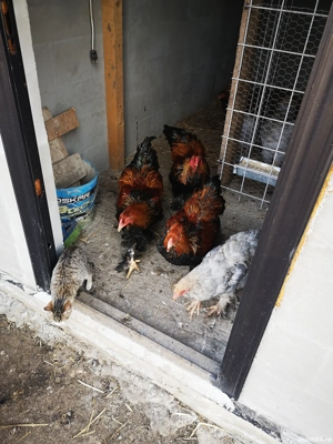 Cocoș Brahma Potarnichiu și Ratoi indian  - imagine 3